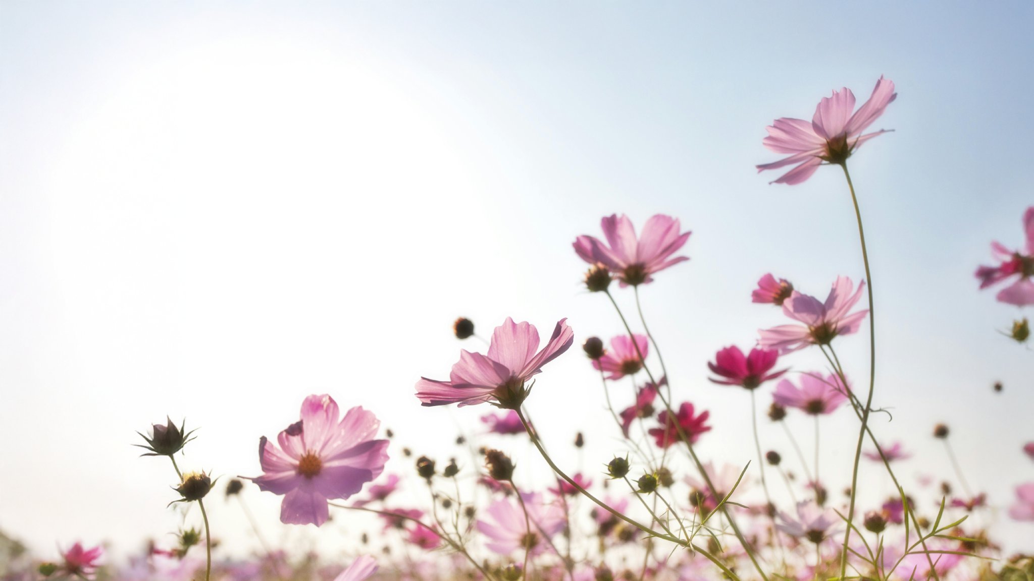 Factores que Favorecen la Fertilidad en Primavera